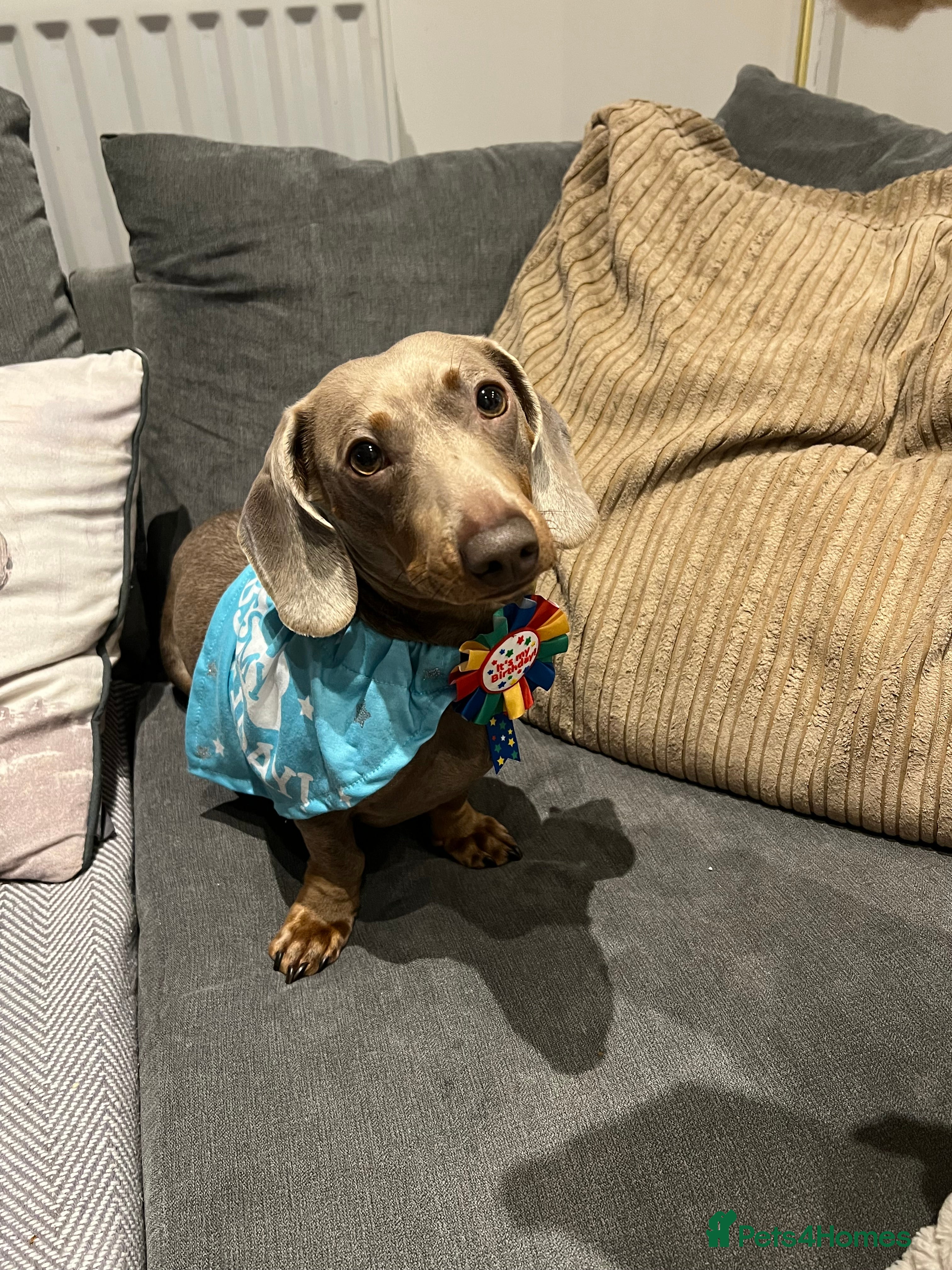 Dachshund dogs Otis! Stud available.  - Advert 1