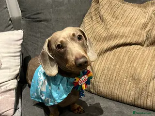 Dachshund dogs Otis! Stud available. - Advert 1