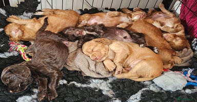 Cocker Spaniel dogs - Advert 7