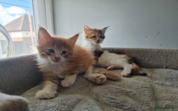 Maine Coon cats for sale: Beautiful Maine Coon kittens  - Image 15