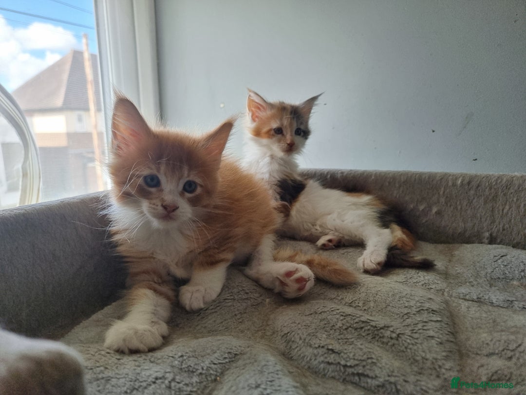 Maine Coon cats for sale: Beautiful Maine Coon kittens  - Image 15
