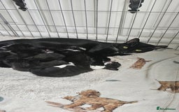 Domestic Shorthair cats for sale: Kittens looking for their forever home 🩷🩵🩷 - Image 14