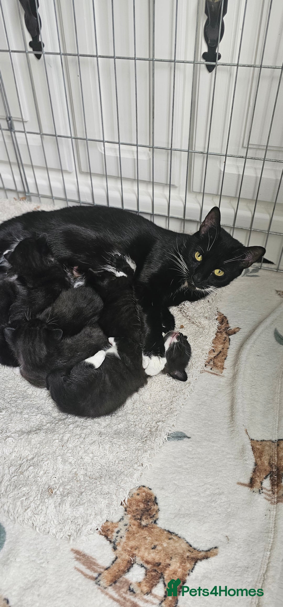 Domestic Shorthair cats for sale: Kittens looking for their forever home 🩷🩵🩷 - Image 14