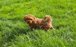 Cavapoochon dogs for sale: Male non-fade cavapoochon for sale - Image 3