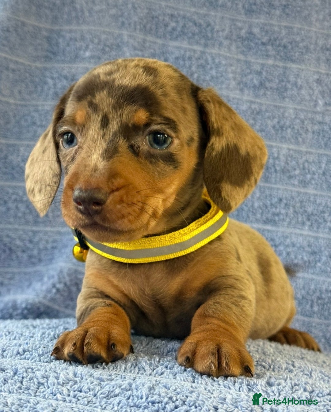 Miniature Dachshund dogs for sale: KC Reg Miniature Dachshund Puppies  - Advert 13