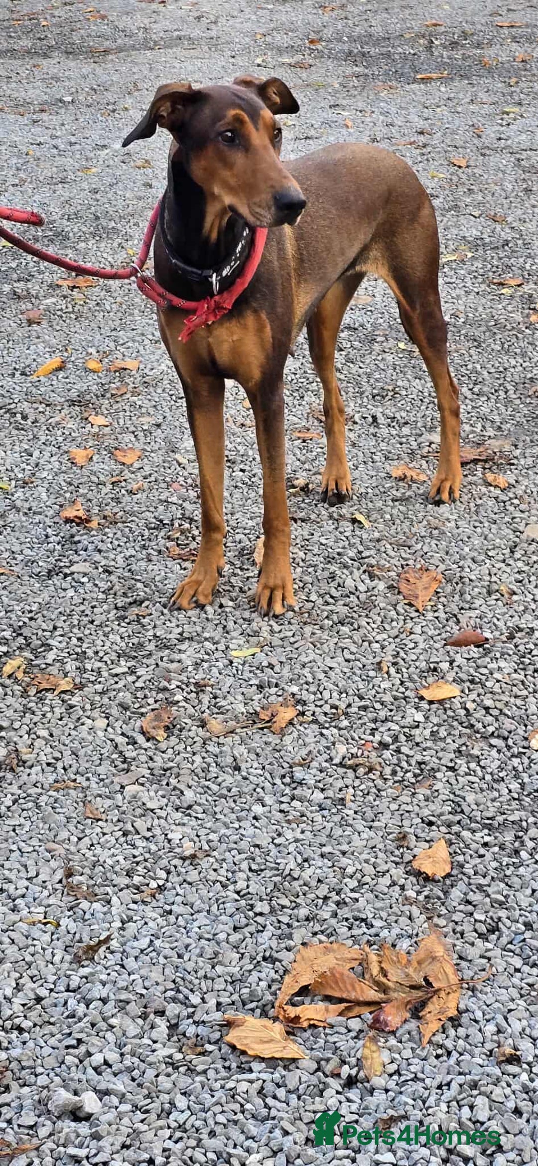 Mixed Breed dogs for adoption: BEAUTIFUL BONNIE  - Image 12