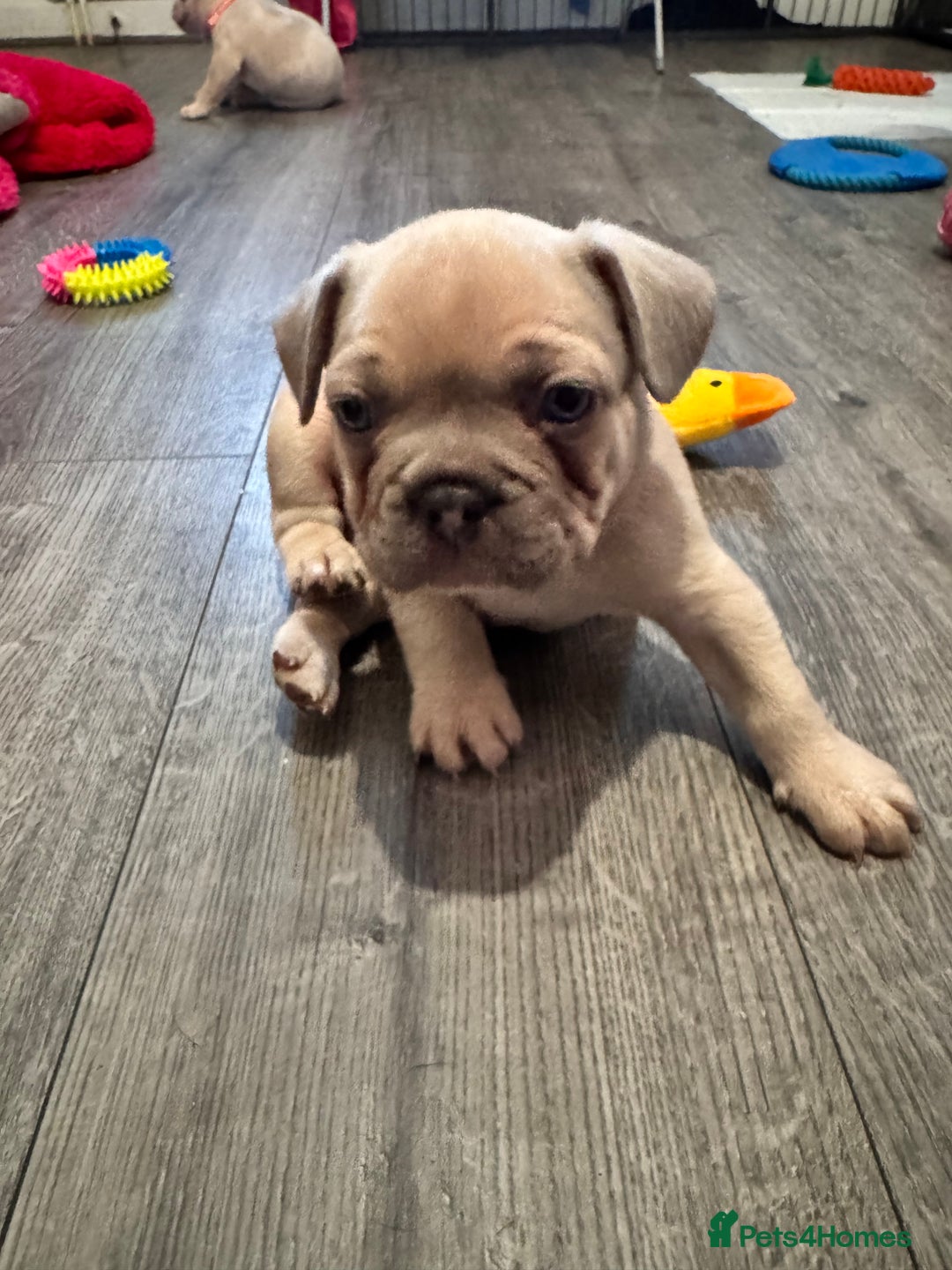 French Bulldog dogs for sale: 2 beautiful Frenchie puppies  - Advert 5