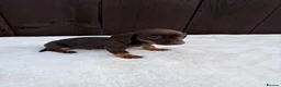 Miniature Dachshund dogs for sale: Dachshund puppies 2 boys 1 girl  - Advert 22