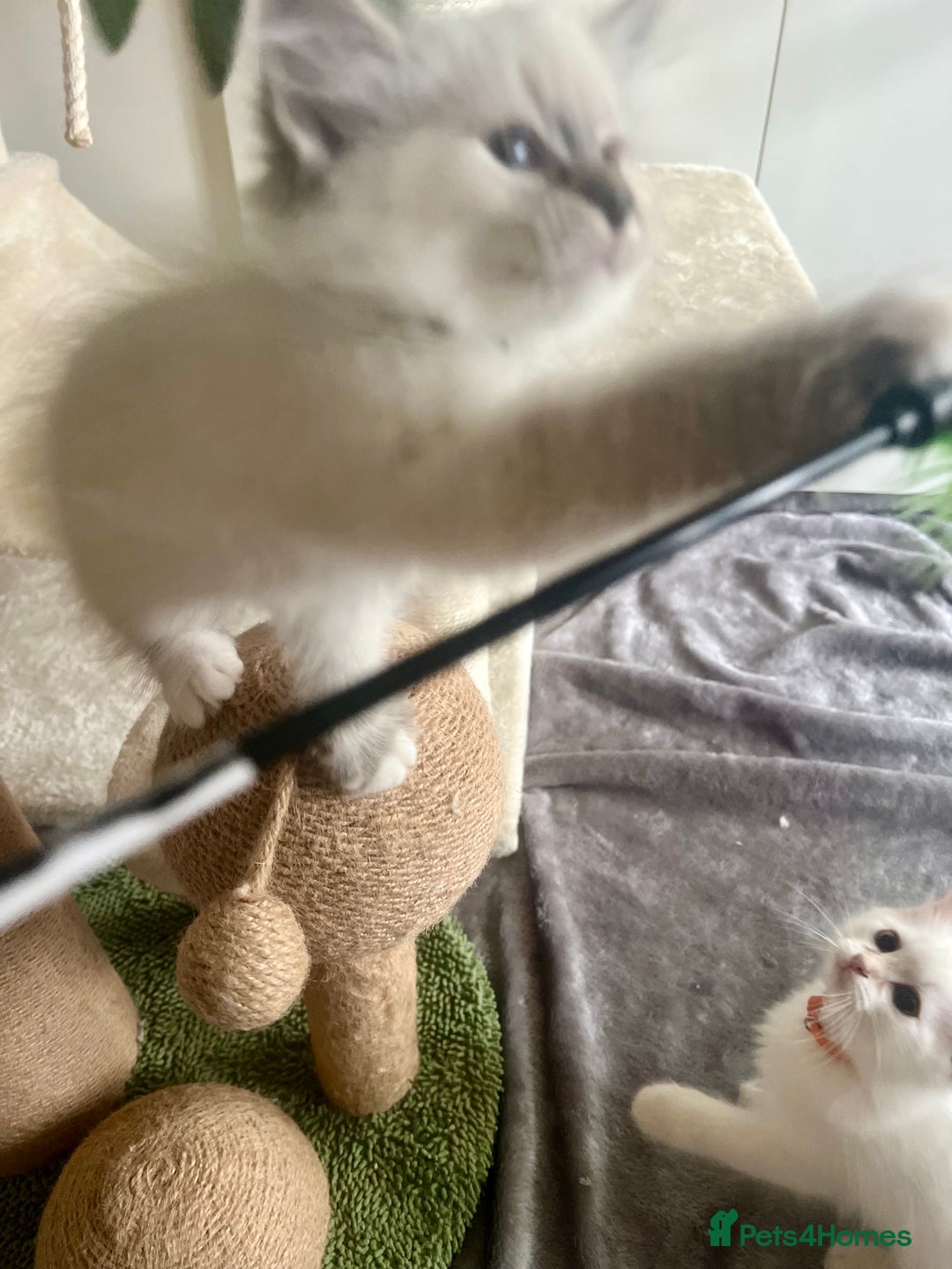 Siberian cats for sale: Hypoallergenic Female Siberian Blue eyes Neva - Advert 13