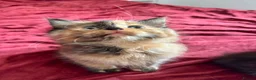 Mixed Breed cats for sale: ADORABLE 6 KITTENS. READY NOW. - Advert 3