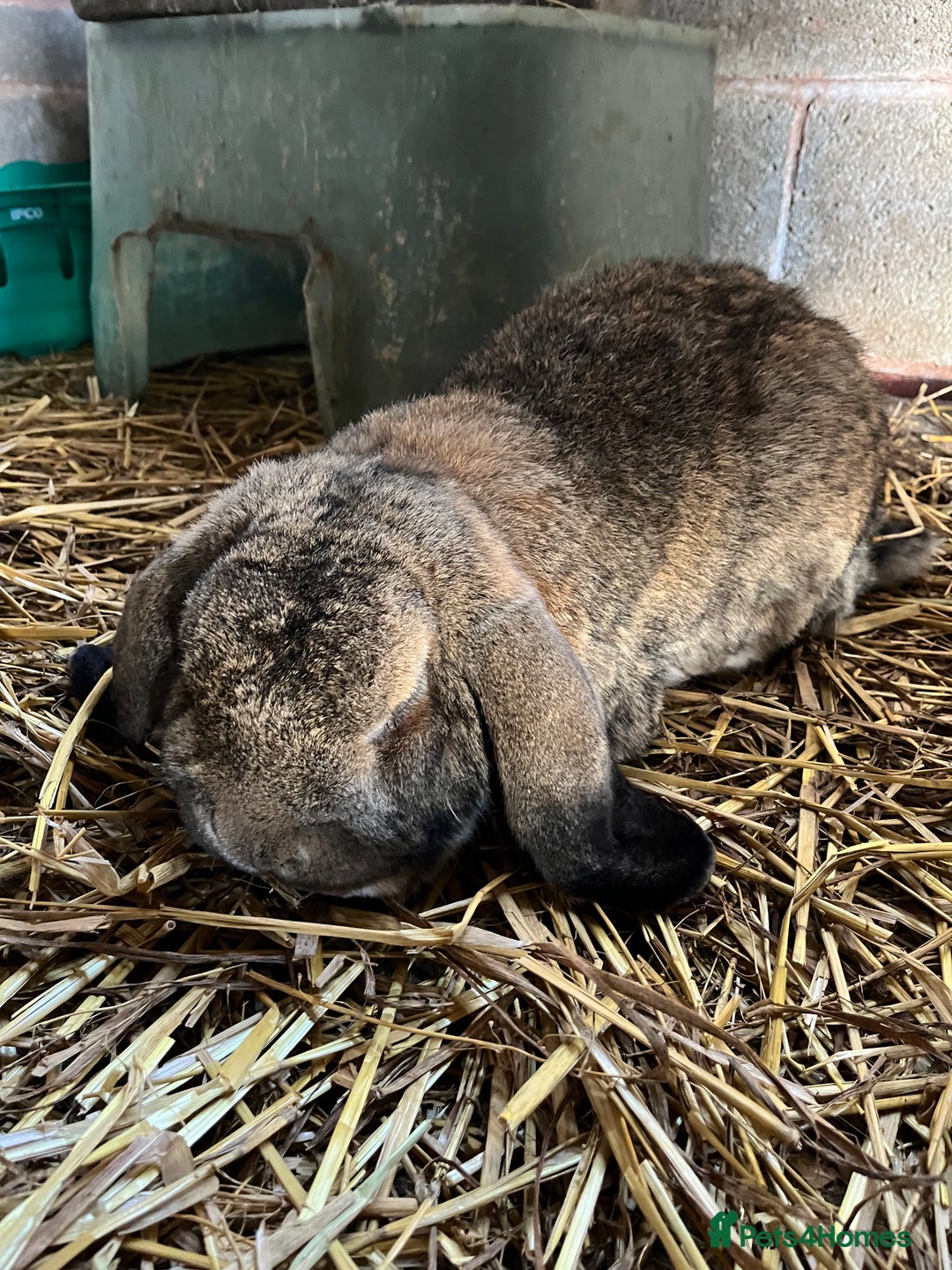 French Lop rabbits for sale: Stunning Purebred French Lop babies  - Image 6