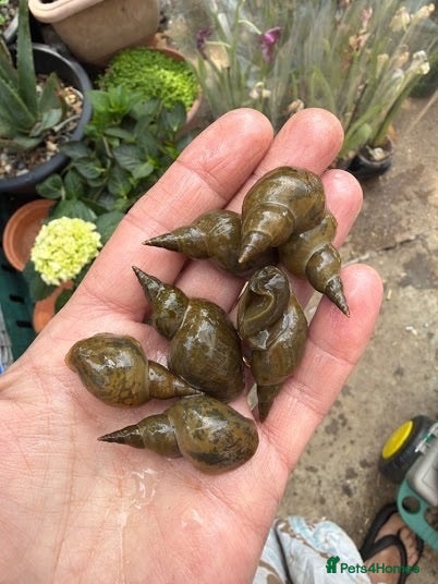 Snails invertebrates 8 Great Pond Snails – Ready for Adoption 🐌🌊 - Advert 2