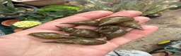 Snails invertebrates for sale: 8 Great Pond Snails – Ready for Adoption 🐌🌊 - Advert 1
