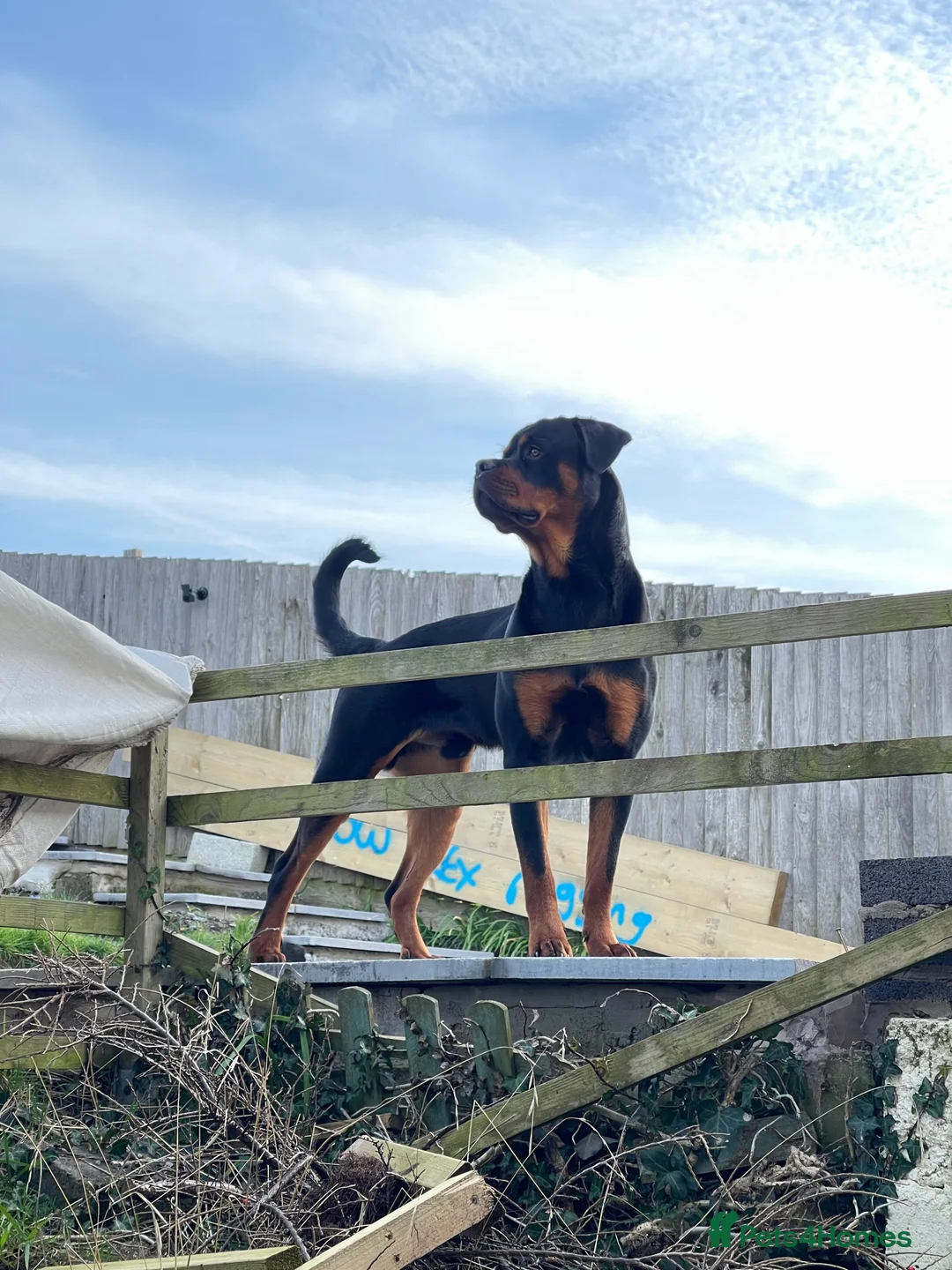 Rottweiler dogs for stud: Health tested KC champion bloodline stud - Advert 3
