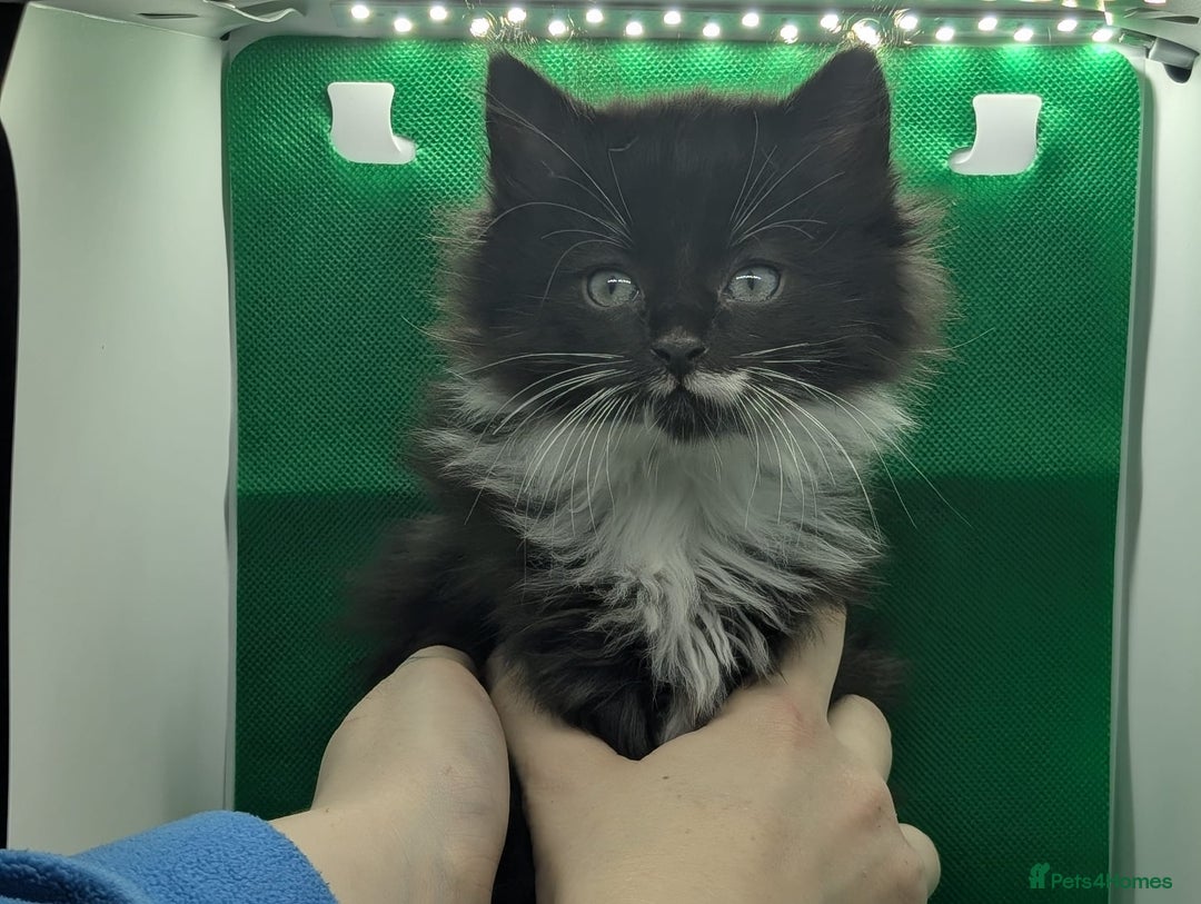 Mixed Breed cats for sale: Beautiful mix breed kittens  - Image 6