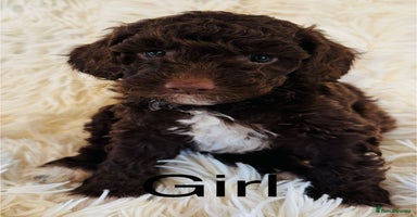 Cockapoo dogs - Advert 14