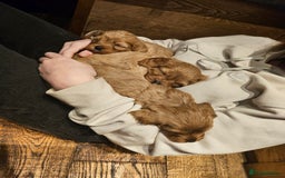 Cavapoo dogs for sale: Vet checked Cavapoo puppies F1 generation for sale - Advert 6