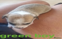 Mixed Breed dogs for sale: Chihuahua x jack russell pups - Image 10