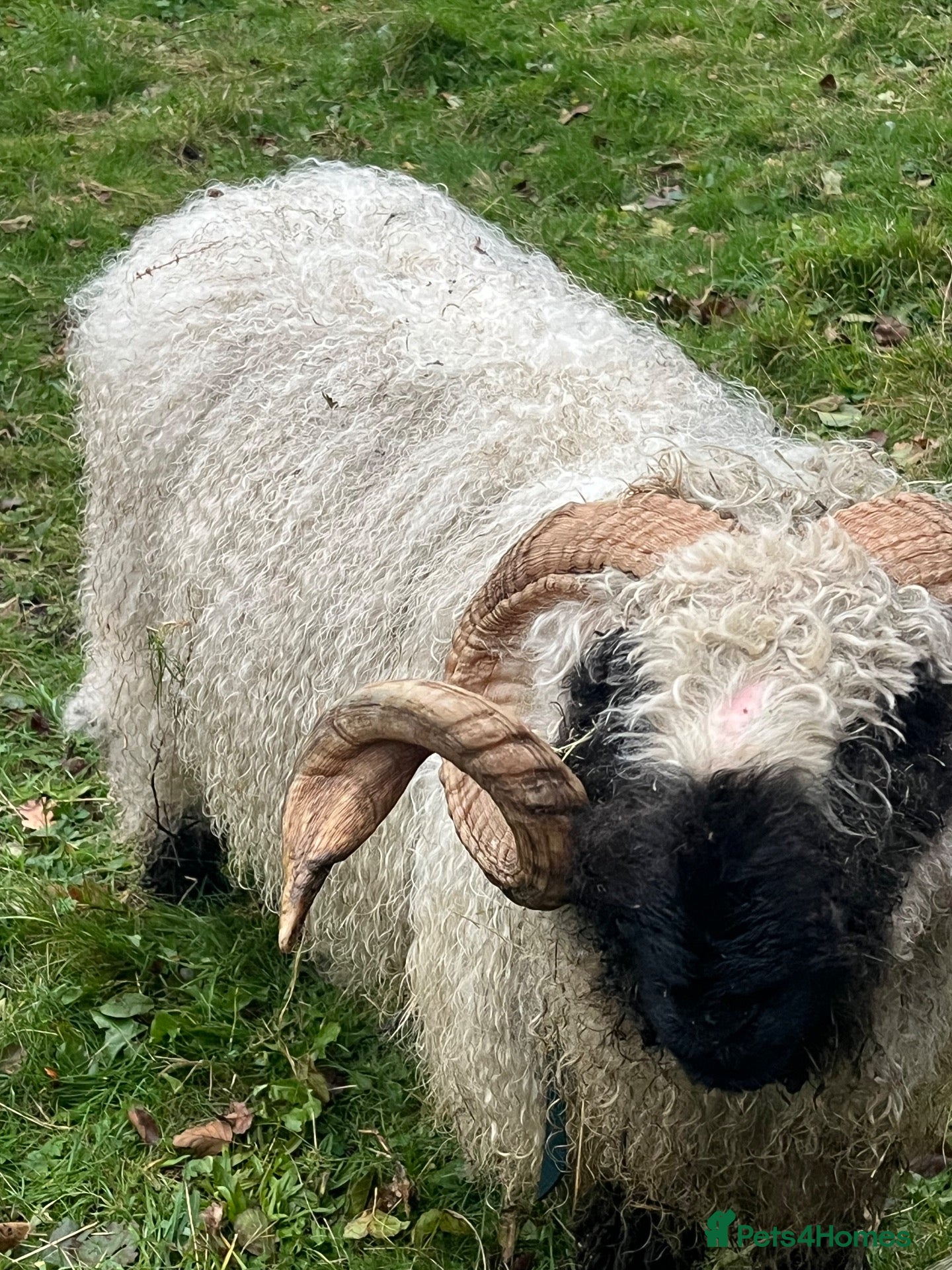 Sheep livestock for sale: Blacknose valais Ram  - Advert 2