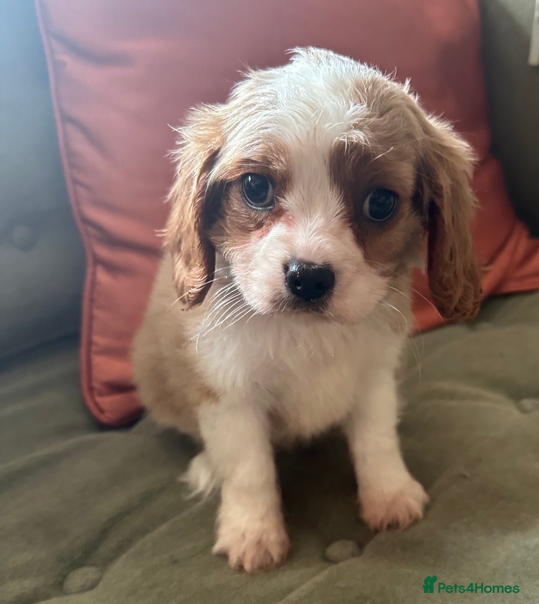Cavalier King Charles Spaniel dogs for sale: Blenheim Cavalier Girl - Image 6