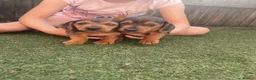 Dachshund dogs for sale: Dachshund miniature in Worksop - Advert 3