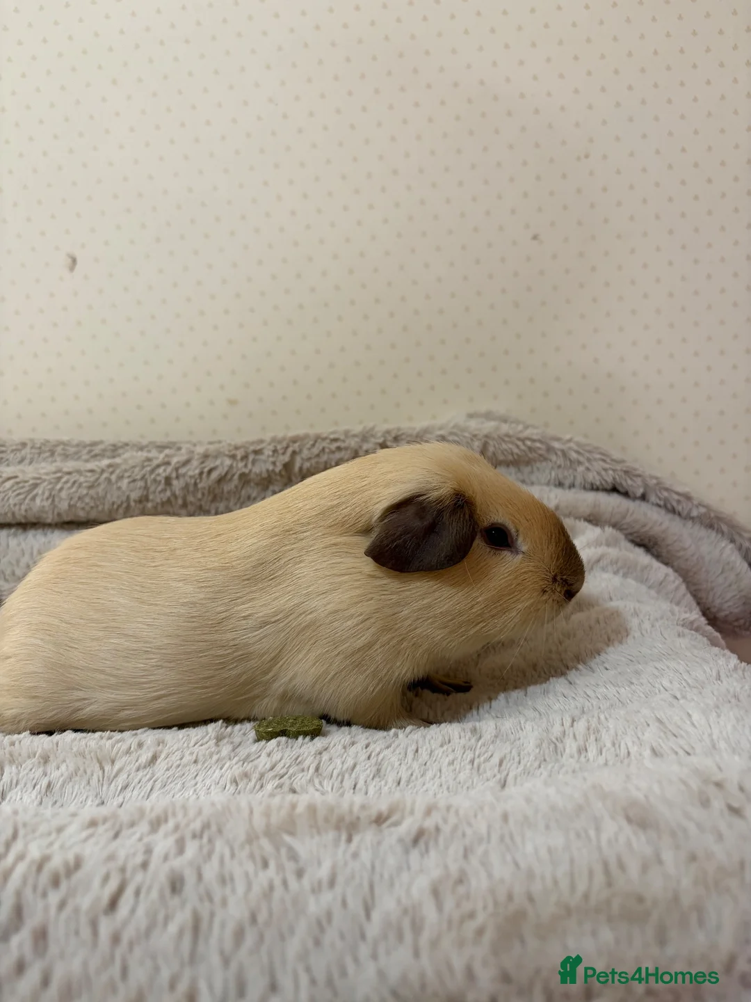 Guinea Pig rodents for sale: 🐹 Guinea Pigs Looking for Loving Homes - Advert 2