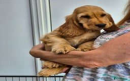 Cocker Spaniel dogs for sale: Kc Golden Show Cocker puppy Boy Health tested - Image 15