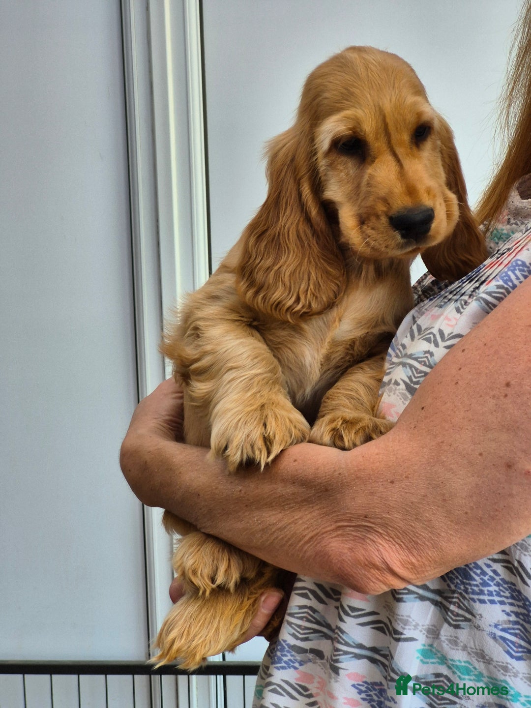 Cocker Spaniel dogs for sale: Kc Golden Show Cocker puppy Boy Health tested - Image 15
