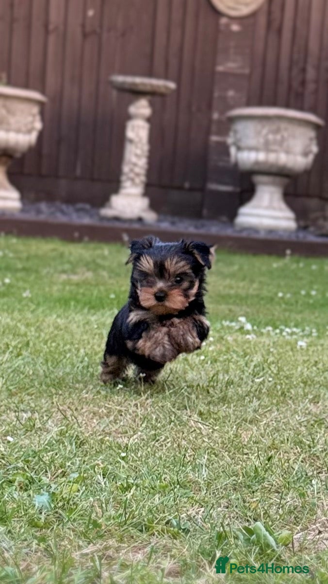 Yorkshire Terrier dogs Kc registered Yorkshire terrier puppies - Advert 1