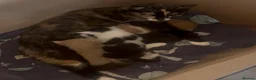 Mixed Breed cats for sale: Beautiful Mixed Breed Kittens - Advert 12