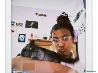 Chinchilla rabbits - Advert 15