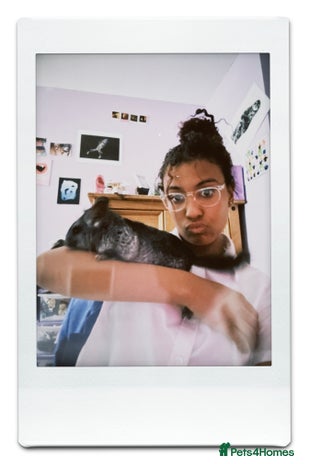 Chinchilla rabbits - Advert 3