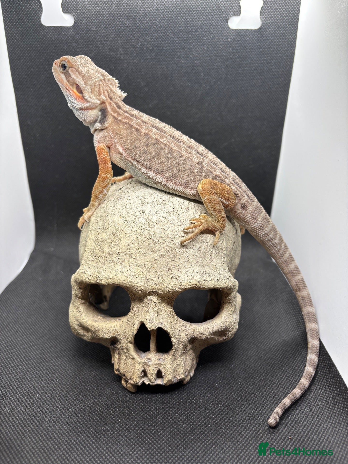 Bearded Dragon reptiles Spectacular baby dragons ready now  - Advert 1