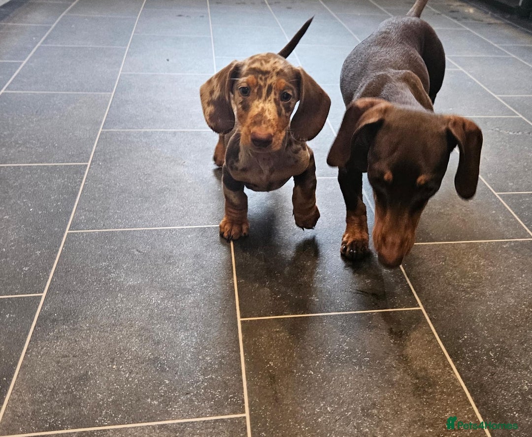 Miniature Dachshund dogs for sale: Miniature Dachshund Puppies  - Image 10