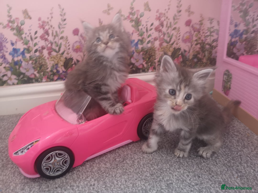 Maine Coon cats for sale: Maine Coon Kittens Parents Fully Health Tested - Image 15