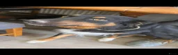 Border Collie dogs for sale: Boarder Collie - Advert 4