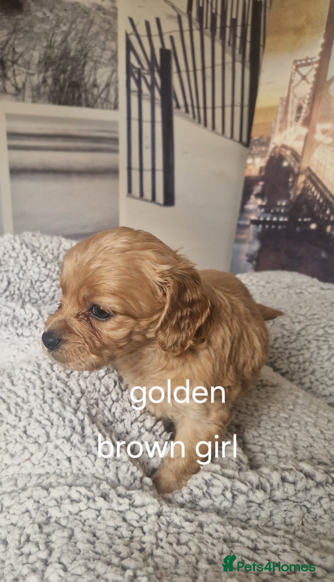 Cockapoo dogs for sale: 4 outstanding cockerpoos  - Image 29