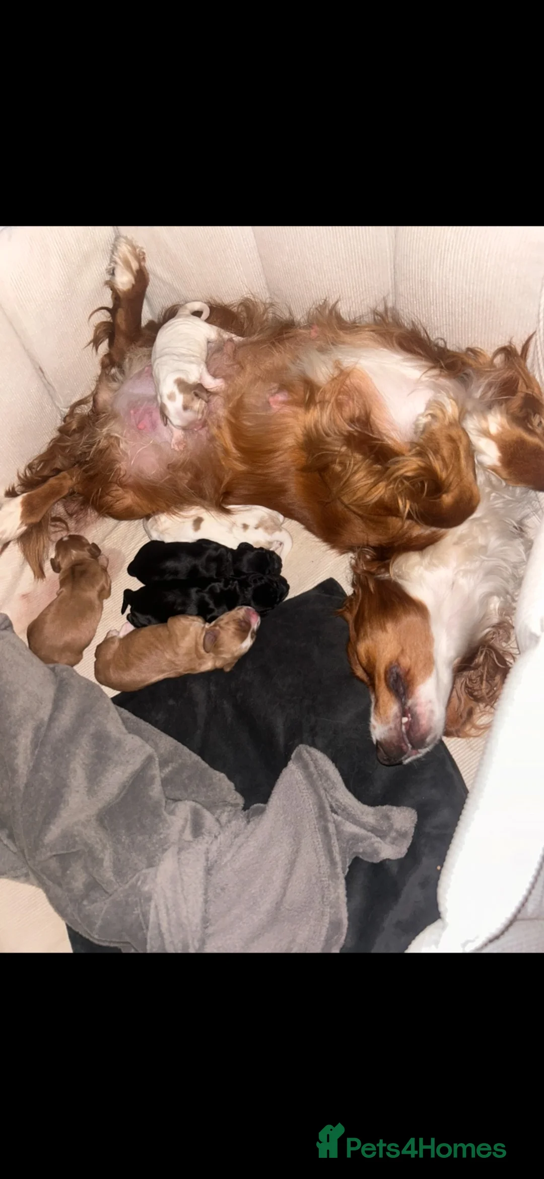 Cocker Spaniel dogs for sale: Beautiful Cocker Spaniel Puppies Raised with Famil - Advert 2