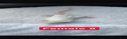 Mouse rodents for sale: Baby mice  - Advert 32