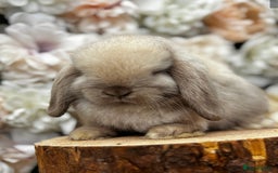 Mini Lop rabbits for sale: 2 x male mini lop - Image 2
