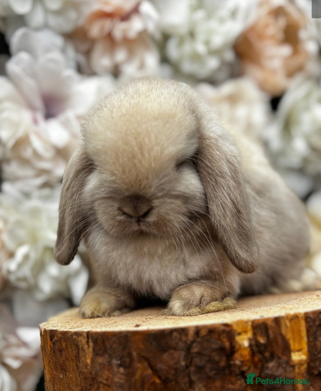 Mini Lop rabbits for sale: 2 x male mini lop - Image 2