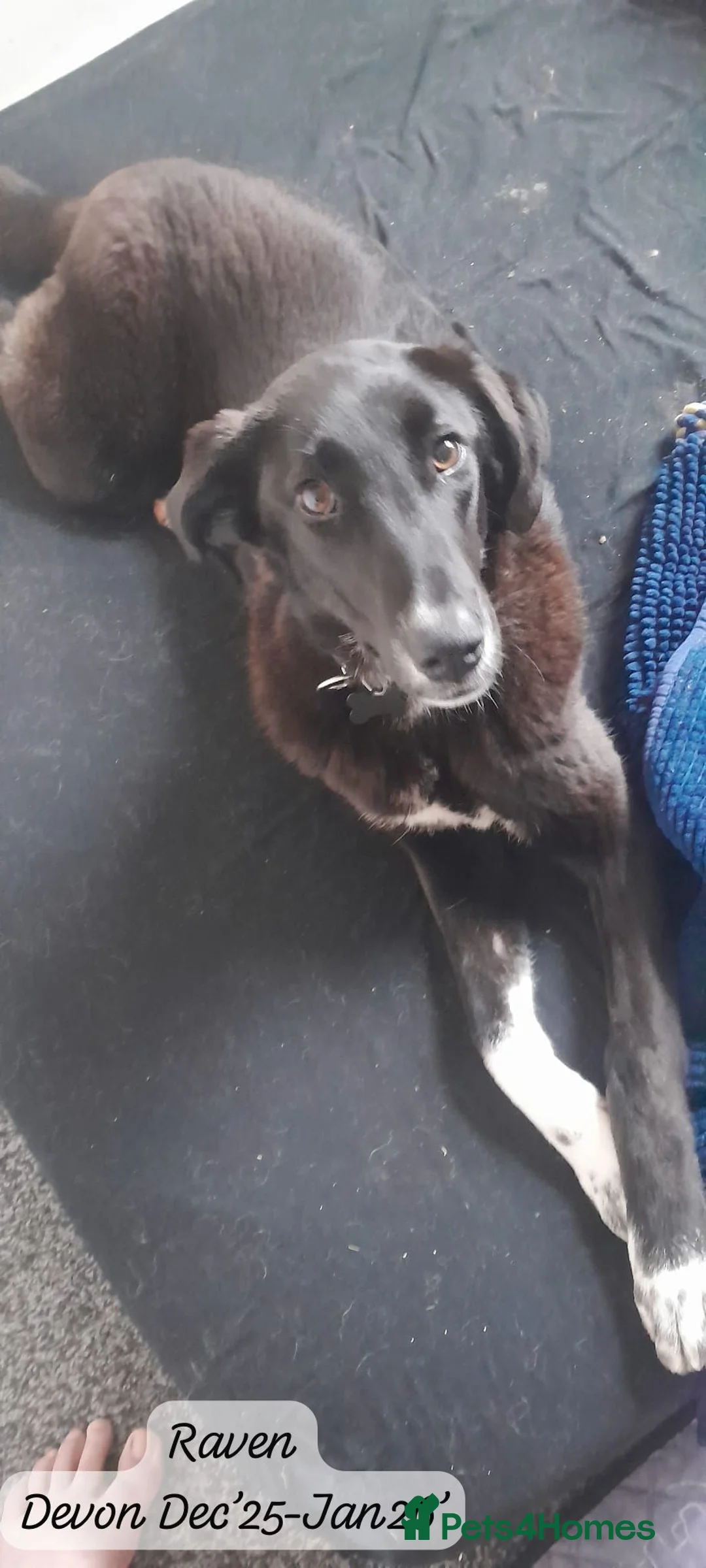 Mixed Breed dogs for adoption: Raven, 1.5 yrs approx. Is ADOPTED - Advert 2