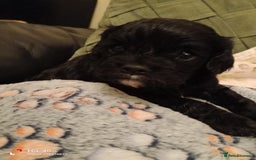 Cavapoo dogs for sale: A stunning litter of cavapoo beautiful costs  - Image 6