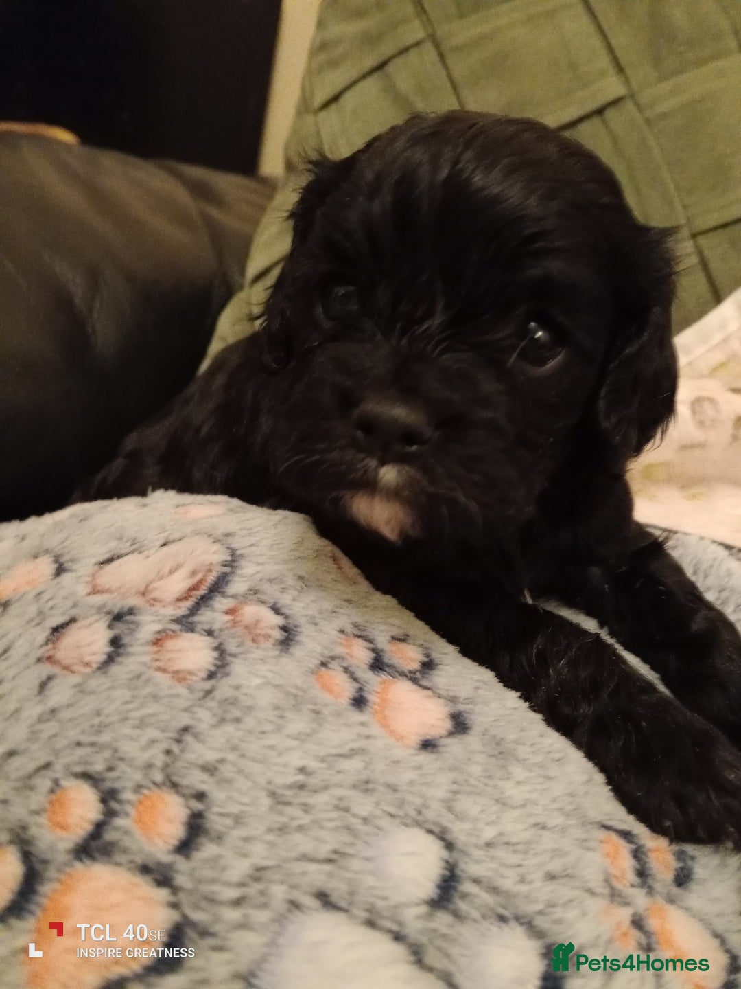 Cavapoo dogs for sale: A stunning litter of cavapoo beautiful costs  - Image 6