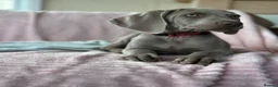 Weimaraner dogs for sale: 🐾Ready Now KC REG SILVER WEIMARANER PUPPIES 🐾 - Advert 6