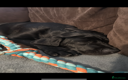 Cane Corso dogs for sale: Two beautiful cane corsos looking to be rehomed - Image 8