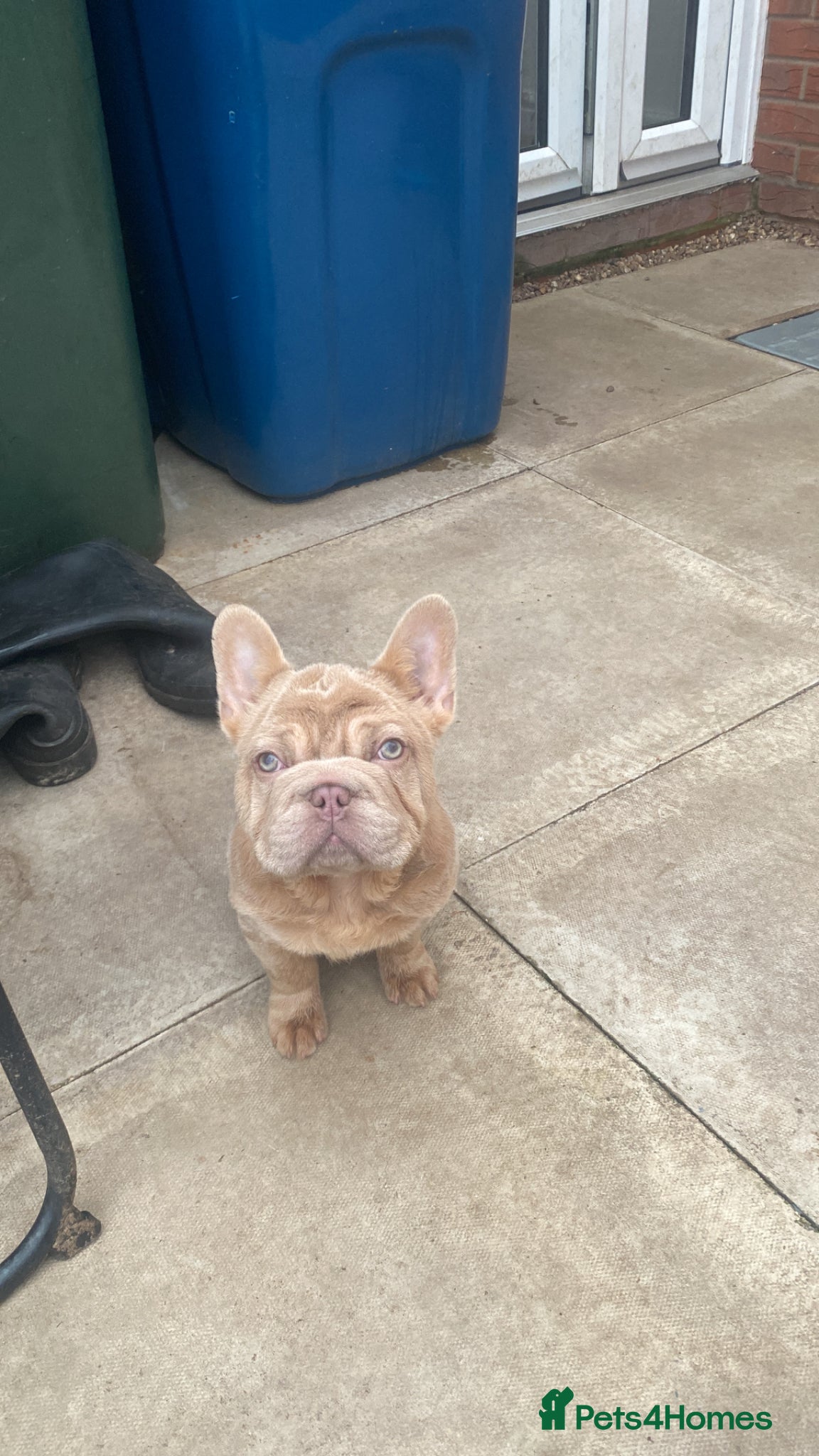 French Bulldog dogs Shadrack🥰 - Advert 3