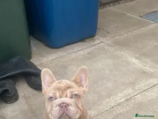 French Bulldog dogs Shadrack🥰 - Advert 3
