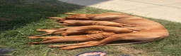 Hungarian Vizsla dogs for sale: 🌟Stunning, strong health tested KC pups 🌟  - Advert 6