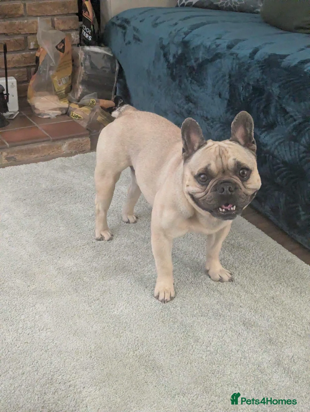 Mixed Breed dogs for adoption: 💙🐶 BEAR – HE'S DONE NOTHING WRONG... in High Peak - Advert 2